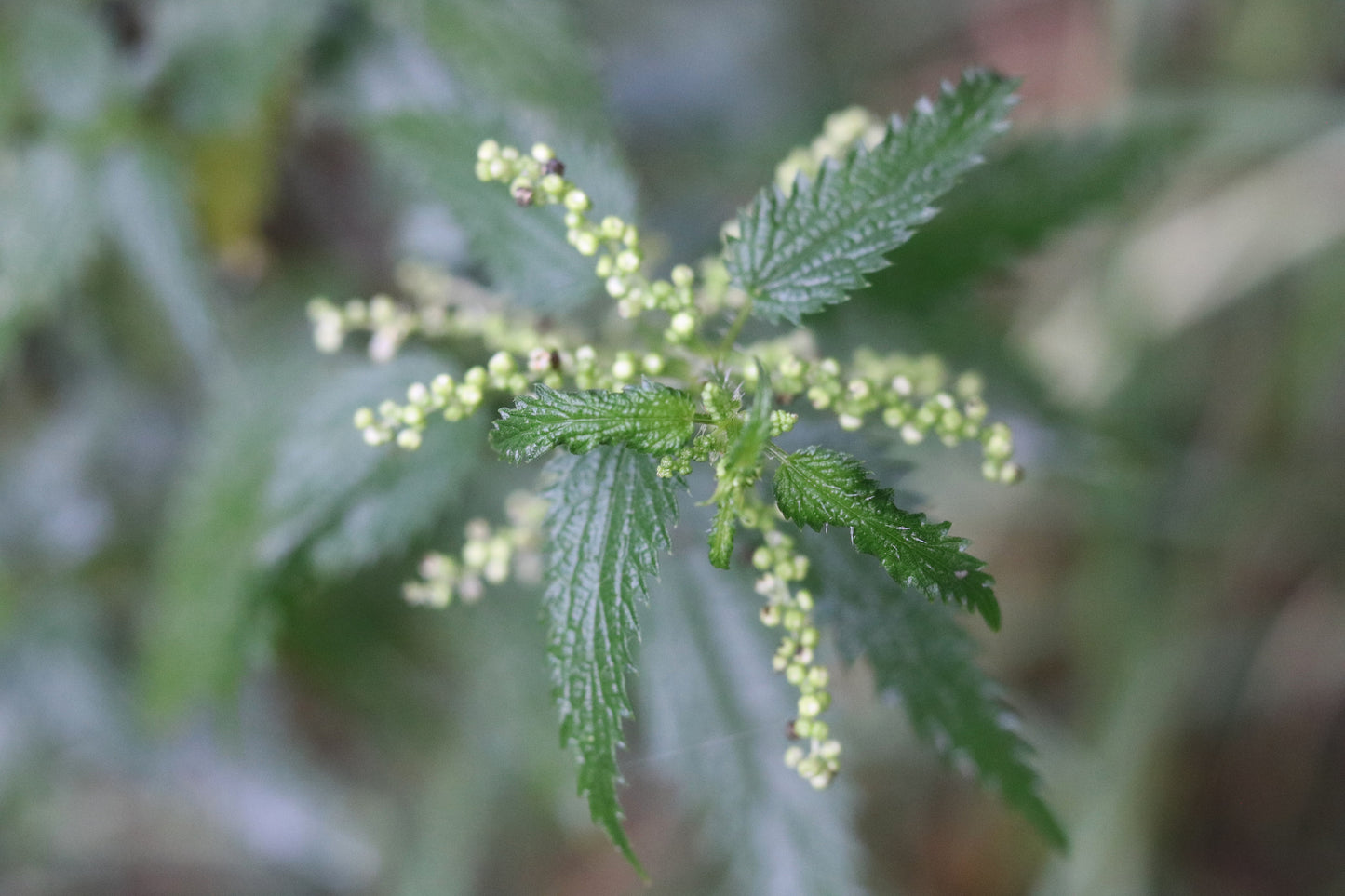 2026 Calendar Healing Plants of the Hills of Gold