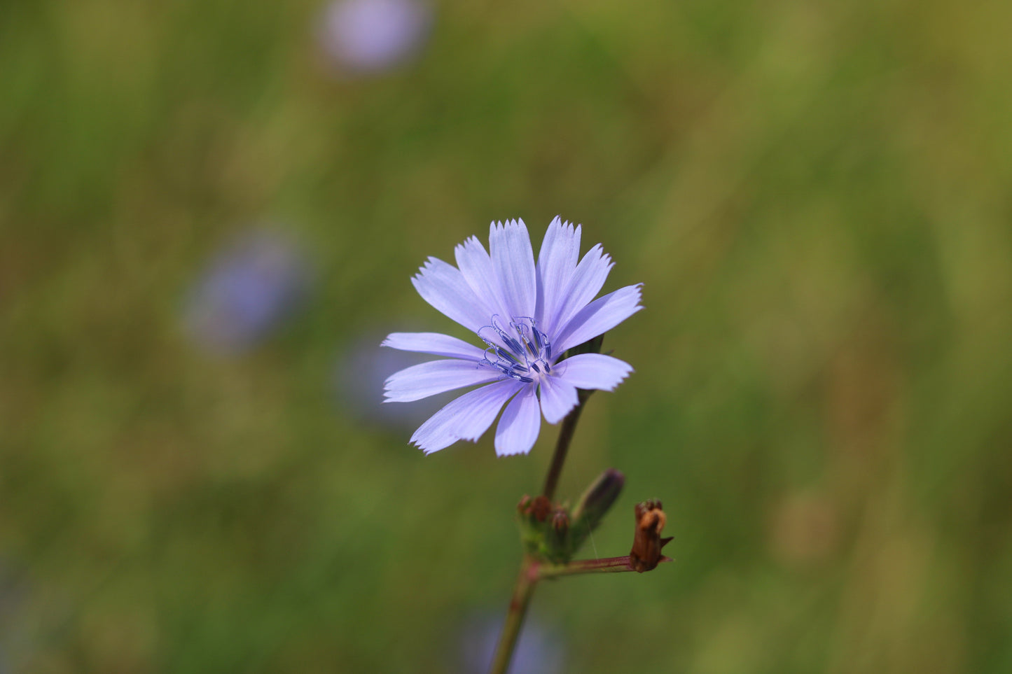 2026 Calendar Healing Plants of the Hills of Gold