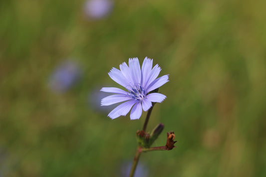2026 Calendar Healing Plants of the Hills of Gold