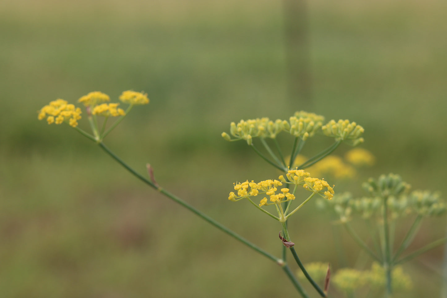 2026 Calendar Healing Plants of the Hills of Gold